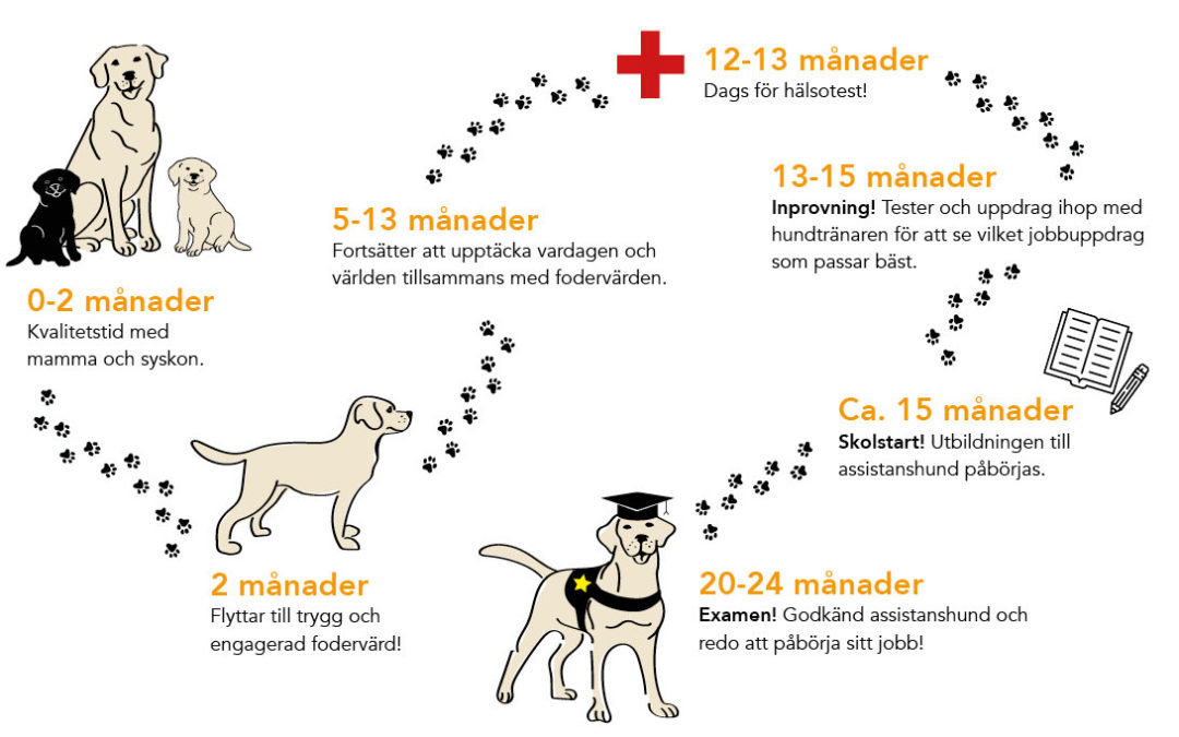 Från valp till superhjälte