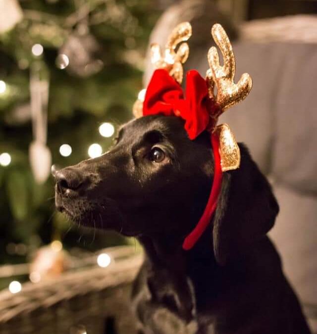 God jul & gott nytt år önskar Göta Hund