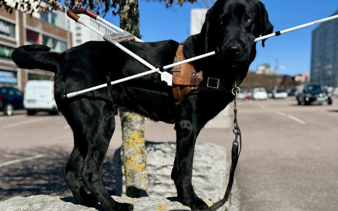 2 nya ledarhundar i vår!